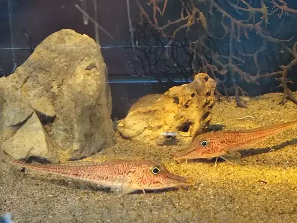 「静岡の鮮魚店で売られてた〝謎の魚〟に2万人驚がく　まさかの19円で...「何コレ」「利益でてるんか？」」の画像