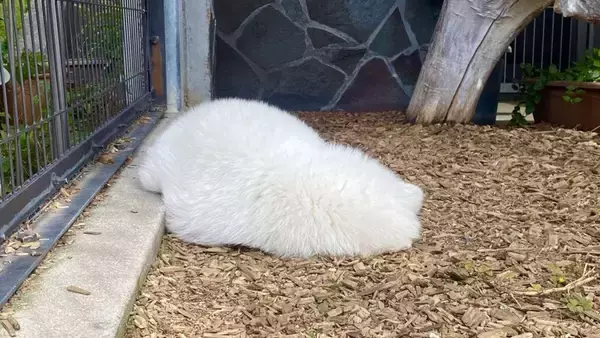 まっしろで、ふわふわな...タヌキ！？〝リアル色違い個体〟に1.6万人驚がく「お餅？」「まるでタオル」