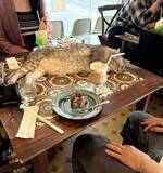 「「うらやましすぎるやん」「ぜひ通いたい」　あまりにも酷い〝ネコハラ〟受けられる喫茶店に5.3万人驚がく」の画像1