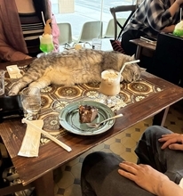 「うらやましすぎるやん」「ぜひ通いたい」　あまりにも酷い〝ネコハラ〟受けられる喫茶店に5.3万人驚がく