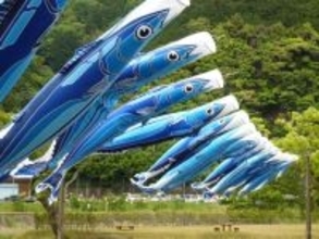 【さすが高知】鯉のぼりと一緒に「カツオ」も活躍　黒潮町で5年ぶりに空を舞う