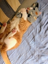 出勤の支度をしていたら→愛猫が〝まさかの行動〟　「かわいすぎます」と3.2万人もん絶