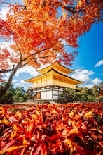 「何もかもがハマった見事な写真」「圧巻です」　タイミング完璧な〝紅葉の金閣寺〟に3万人感動