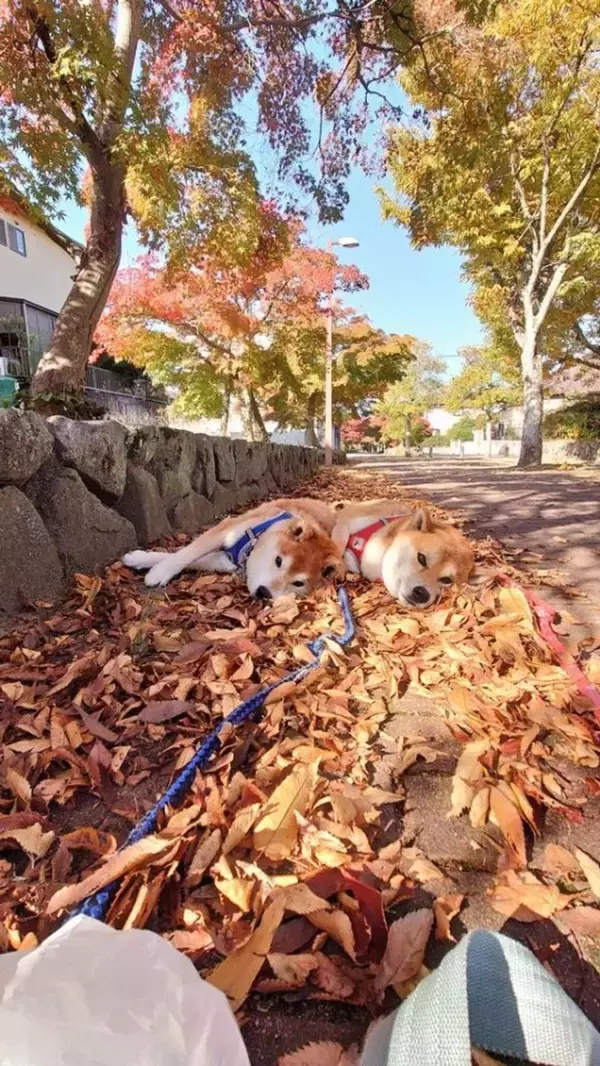 忍法・木の葉隠れの術！？　フカフカの秋に紛れる柴犬ズに「一緒に寝転がりたい」「見失いましたよ」の声