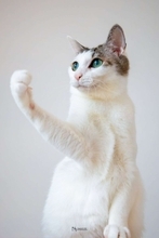 「日本の未来を見据えている」「投票したいー！」　力強い〝にゃん候補〟のガッツポーズに反響