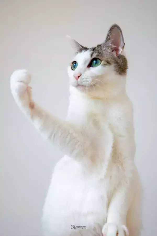 「日本の未来を見据えている」「投票したいー！」　力強い〝にゃん候補〟のガッツポーズに反響