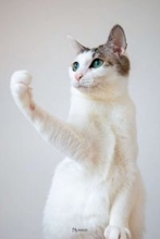 「日本の未来を見据えている」「投票したいー！」　力強い〝にゃん候補〟のガッツポーズに反響