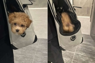 子犬ちゃんの〝犬見知り〟が激しすぎて...1.9万人もん絶　「よく撮った！！」「残像がいい味しとる」