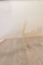 かわいい子猫を撮影→衝撃の仕上がりに2.9万人驚がく　「光学迷彩！？」「心霊現象」