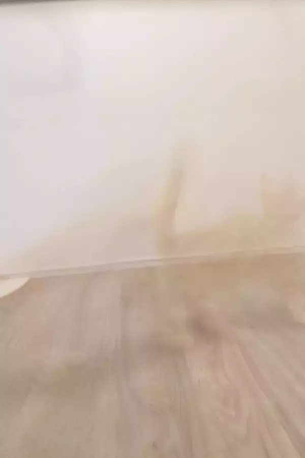 かわいい子猫を撮影→衝撃の仕上がりに2.9万人驚がく　「光学迷彩！？」「心霊現象」