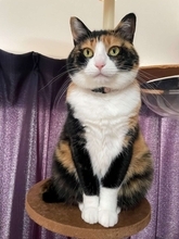 きちっと座っているけれど...？　お行儀バツグンにゃんこの〝ズレ〟に2.5万人めろめろ