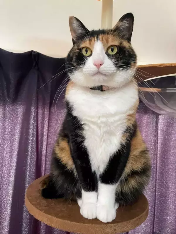 きちっと座っているけれど...？　お行儀バツグンにゃんこの〝ズレ〟に2.5万人めろめろ