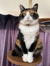 きちっと座っているけれど...？　お行儀バツグンにゃんこの〝ズレ〟に2.5万人めろめろ