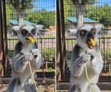 「ワオキツネザルにタンポポを渡したら→こうなります　まさかの〝花の愛で方〟に4.3万人破顔「かわいい」」の画像2