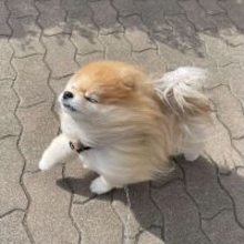 〝強風オールバック〟になっちゃったポメラニアンに20万人夢中　「可愛いすぎて泣きそう」