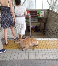 近鉄奈良駅の入り口で激写された〝奈良すぎる光景〟に6.1万人驚がく　しかし地元民の反応は