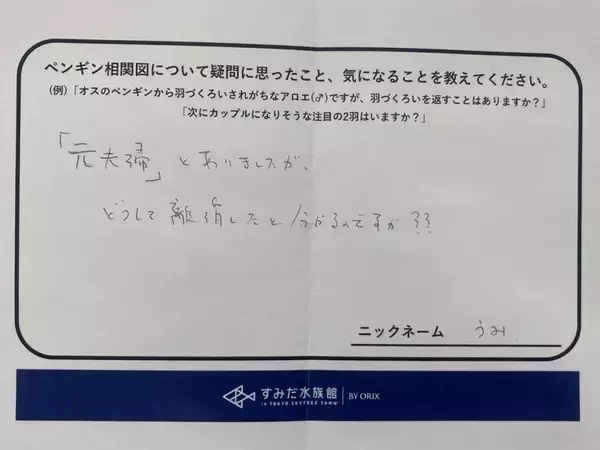 離婚、朝帰り、三角関係...ペンギンたちの〝恋模様〟がフクザツすぎ　見守りながら感じることは？飼育員に聞く