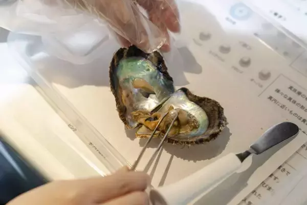 真珠取り出し体験が「ロマン感じる」「楽しそう」と話題に　京都水族館〝ならでは〟の加工アイテムも