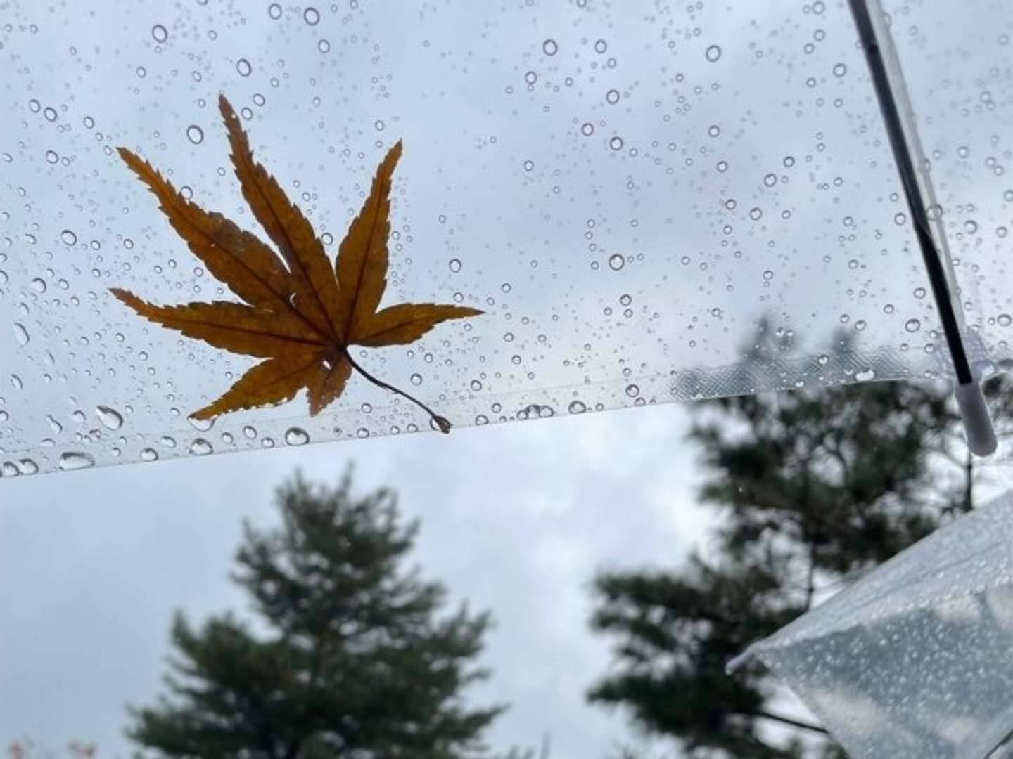 「幼い息子と一緒に雨に降られた京都旅行。傘なしで歩いてたら見知らぬ車から...」