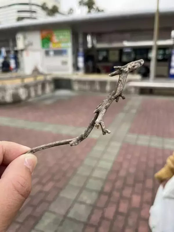 徳島駅前で〝伝説の生物〟を発見！？　激写された姿に8.6万人大興奮「すご」「吉兆では？」