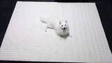 「ニトリで買ったラグの上で犬がくつろぐと...　生まれた〝侘び寂び〟に4.6万人感動「枯ワン水」」の画像1