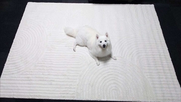 ニトリで買ったラグの上で犬がくつろぐと...　生まれた〝侘び寂び〟に4.6万人感動「枯ワン水」