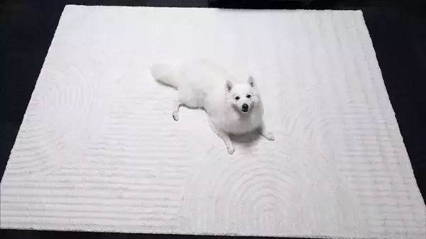 ニトリで買ったラグの上で犬がくつろぐと...　生まれた〝侘び寂び〟に4.6万人感動「枯ワン水」