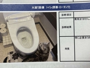 「本物の現場猫さんだ」「可愛すぎておもろいw」　報告書に写り込みすぎてる猫に7.1万人悶絶