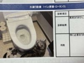 「本物の現場猫さんだ」「可愛すぎておもろいw」　報告書に写り込みすぎてる猫に7.1万人悶絶