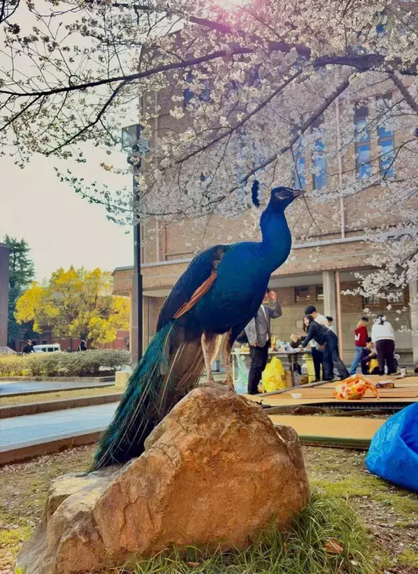 花見の場所取りに敗北→むしろ絶景が爆誕　京都大学の〝羽美人〟に5.4万人見惚れる