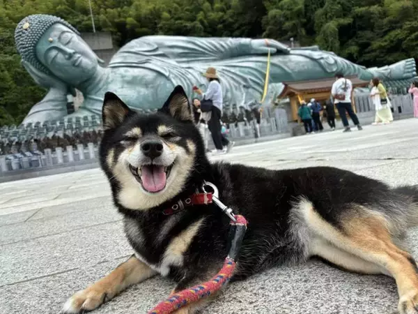 涅槃像の前で〝寝ワン〟する超絶笑顔の柴犬さん　最高のツーショットに3.7万人もニッコリ　
