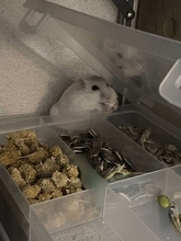 「すごいニコニコ」「全身から幸せ伝わる」　突発的に発生した〝食べ放題〟満喫するハムスターに11万人笑顔