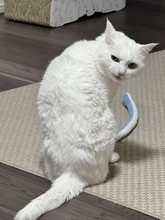 あまりにも〝悪い顔〟をした猫に6.5万人ゾクリ　なに企んでる？顛末を聞く