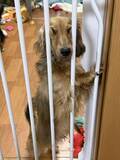 「「振り向いたらこれですよ」　とんでもない表情で飼い主を見ていた〝変顔ダックス〟に2.7万人困惑」の画像1