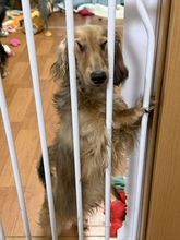 「振り向いたらこれですよ」　とんでもない表情で飼い主を見ていた〝変顔ダックス〟に2.7万人困惑
