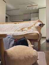 「さすが、柴」「愛を感じる」　柴犬と飼い主の〝上下関係〟わかる写真に2.4万人破顔