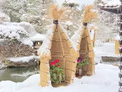 実は冬の季語 寅さんの口上でおなじみ 結構毛だらけ猫灰だらけ ってそもそも何 22年2月15日 エキサイトニュース