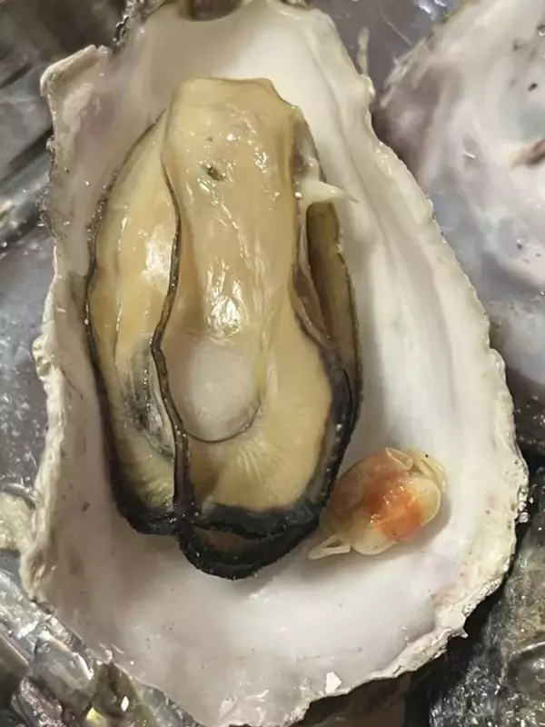 牡蠣の殻を開いたら...中から〝ヤツら〟がコンニチハ　衝撃光景に吃驚「こんなにいるのかッ！？」