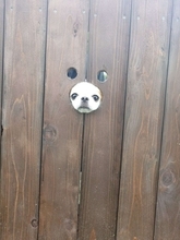 犬用フォトスポットに小顔わんこが入ったら...　まさかの光景に11万人もん絶「むしろ最高」