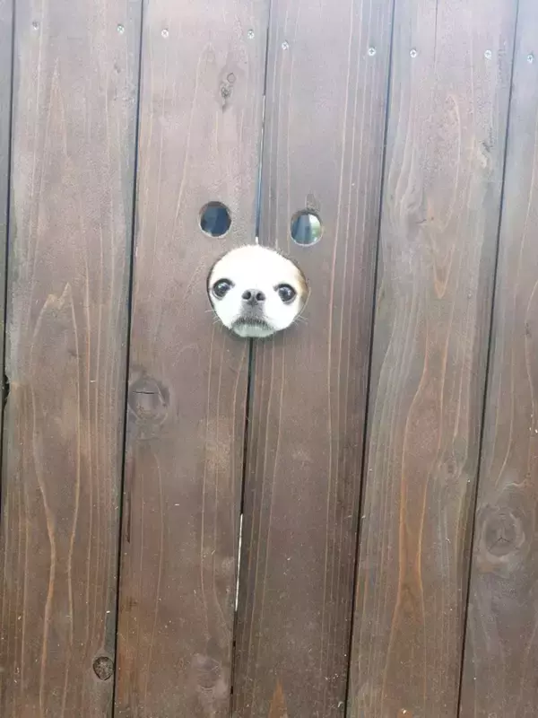 犬用フォトスポットに小顔わんこが入ったら...　まさかの光景に11万人もん絶「むしろ最高」