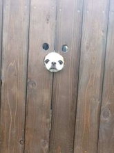 犬用フォトスポットに小顔わんこが入ったら...　まさかの光景に11万人もん絶「むしろ最高」