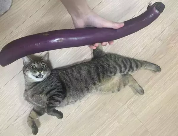 〝巨大ナス〟と3歳猫の比較画像に12万人驚がく　人々の目を奪ったのは...