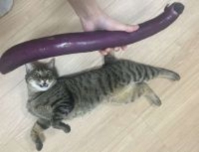 〝巨大ナス〟と3歳猫の比較画像に12万人驚がく　人々の目を奪ったのは...