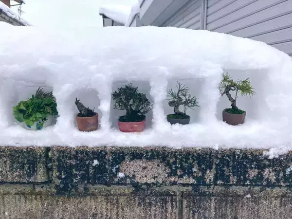 「雪国に住む利点を活かしていけ！！」　山形・鶴岡で行われた〝盆栽ゲリラ展示会〟に2万人感嘆