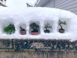 「雪国に住む利点を活かしていけ！！」　山形・鶴岡で行われた〝盆栽ゲリラ展示会〟に2万人感嘆