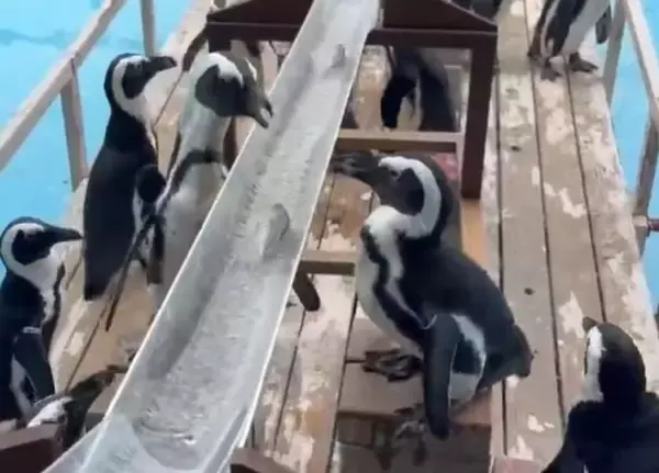 ペンギンも〝夏の風物詩〟満喫中　あわしまマリンパークの恒例イベントに2.2万興奮「ずっと見てたい」