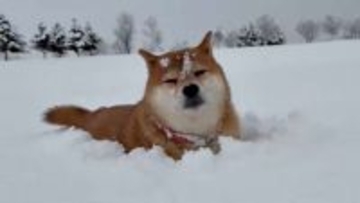 雪の中のお散歩で、まさかの...！？　北海道の柴犬の〝珍行動〟に2.5万人驚がく「呑気すぎ」「最強...！！」