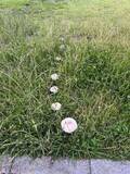 「「変な生え方のキノコ見つけた」　前にならって一列で...白いキノコの〝行進〟に4.8万人注目」の画像1