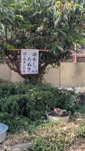 看板「冷やしたぬき始まりました」→すぐ下を見ると...　〝まさかの光景〟に4000人爆笑「ちゃぷちゃぷしてる」