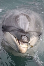 不遇なフグ、イルカに咥えられ「ふぐぅッ」　2.5万人注目の光景、その後どうなった？水族館に聞く